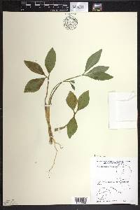 Menyanthes trifoliata image