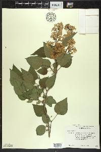 Syringa vulgaris image