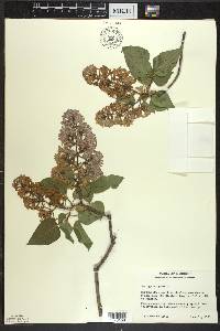 Syringa vulgaris image