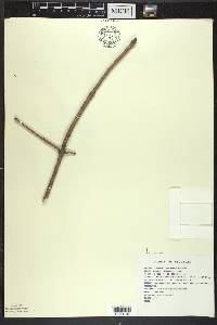 Fraxinus quadrangulata image