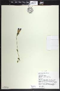 Gentianopsis crinita image