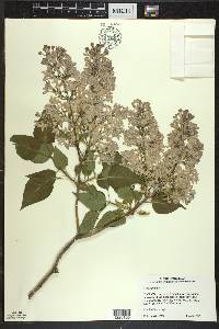 Syringa vulgaris image