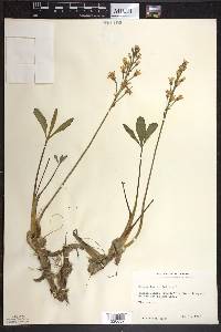 Menyanthes trifoliata image