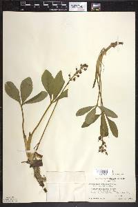 Menyanthes trifoliata image