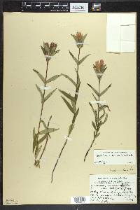 Gentiana rubricaulis image