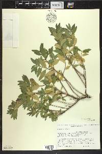 Ligustrum vulgare image