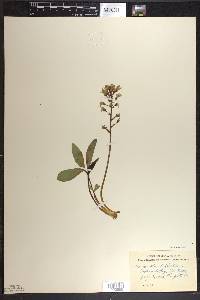 Menyanthes trifoliata image