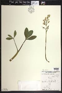 Menyanthes trifoliata image