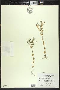 Centaurium pulchellum image