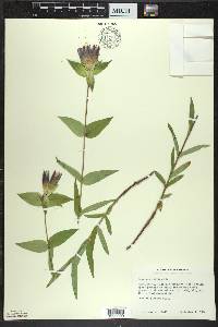 Gentiana rubricaulis image