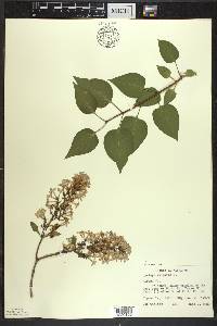 Syringa vulgaris image