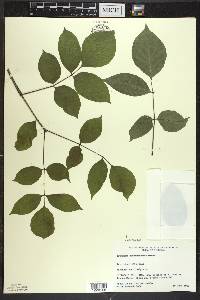 Fraxinus quadrangulata image