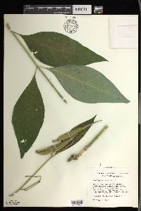 Asclepias exaltata image