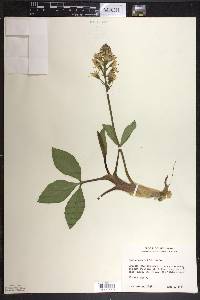 Menyanthes trifoliata image