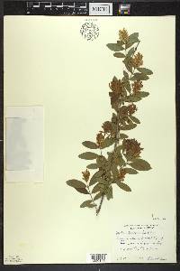 Ligustrum obtusifolium image