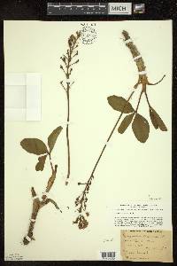 Menyanthes trifoliata image