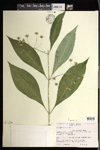 Asclepias exaltata image