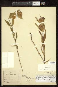 Gentiana saponaria image