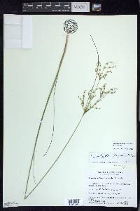 Juncus anthelatus image