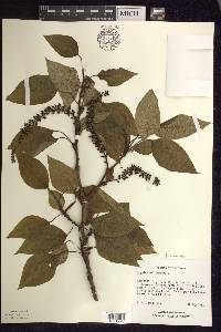 Populus balsamifera image