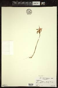 Arethusa bulbosa image