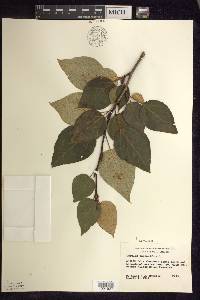 Populus balsamifera image