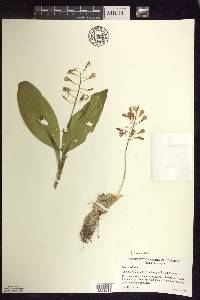 Liparis liliifolia image