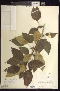 Populus balsamifera image