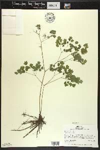 Thalictrum dioicum image