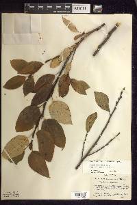 Populus balsamifera image