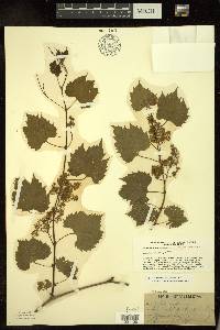 Vitis riparia image