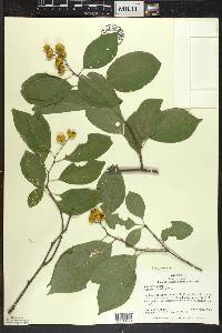 Celastrus scandens image