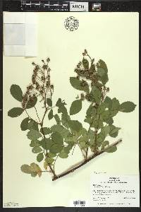 Rosa multiflora image