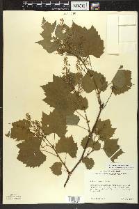 Vitis riparia image