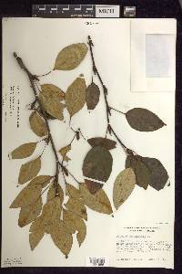 Populus balsamifera image