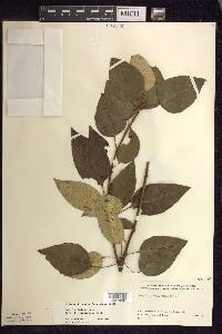 Populus balsamifera image