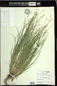 Carex radiata image