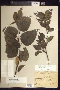 Populus balsamifera image