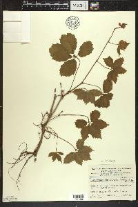 Parthenocissus inserta image