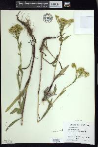 Solidago ohioensis image