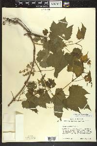 Vitis riparia image