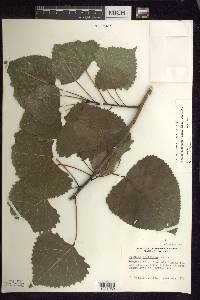 Populus deltoides subsp. deltoides image