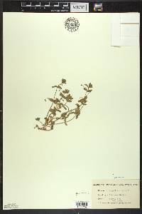 Lysimachia arvensis image