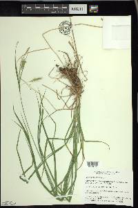 Carex sprengelii image