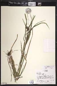 Carex intumescens var. intumescens image