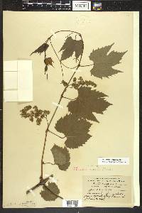 Vitis riparia image