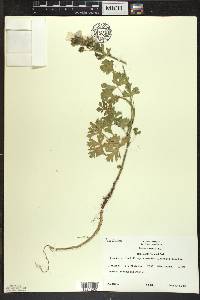 Malva moschata image