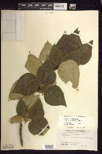 Populus balsamifera image