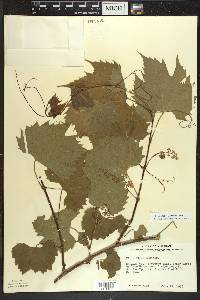 Vitis riparia image