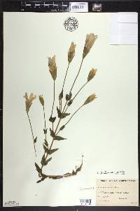 Gentianopsis crinita image